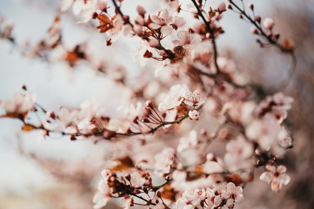 cherry blossom bloom how I am feeling